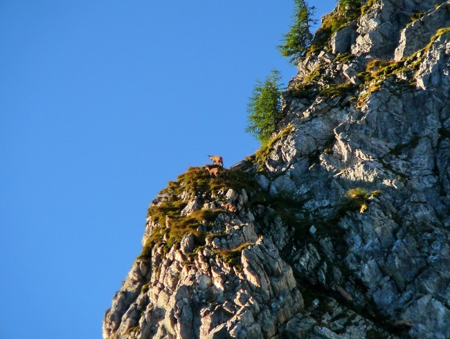 Gämsen-Ennskrax-Kleinarl