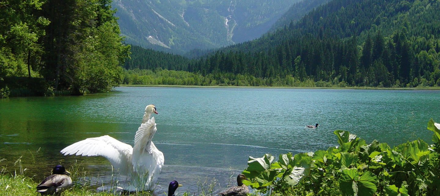 Sommerurlaub  am Jägersee in Kleinarl, Appartement Gästehaus Gwehenberger